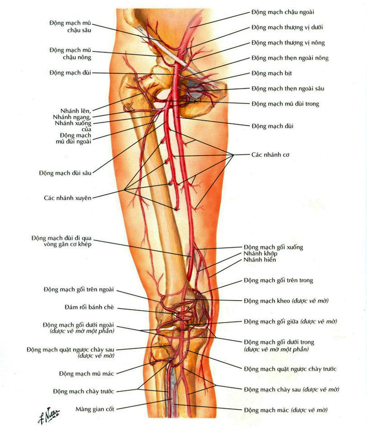 Cách động mạch của đùi và đầu gối