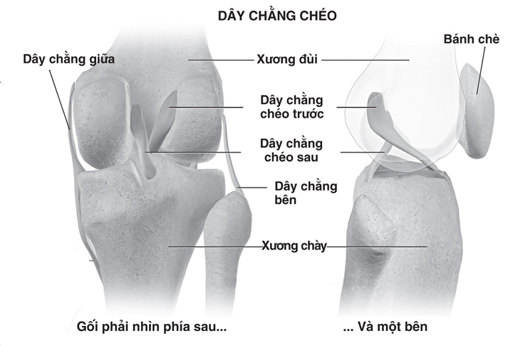 Mô tả khớp gối