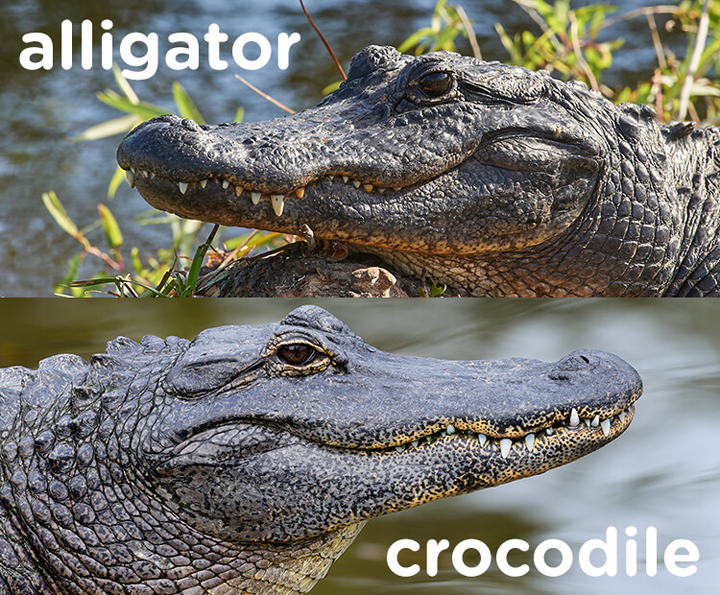 Cá Sấu tiếng anh là Crocodile và cách phát âm chuẩn của thế giới