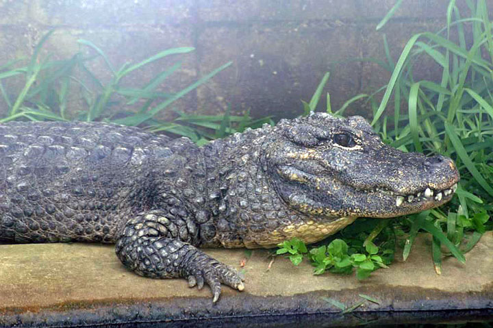 cá sấu  Alligator Sinensis