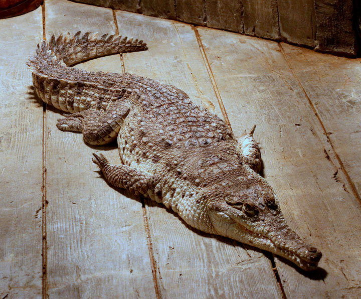 Crocodylus intermedius